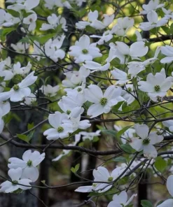 White Dogwood Live Plant 7-12" Tall in 4" Pot - Cornus Florida - Flowering Dogwood - White Flower Tree - Ornamental Plant for Outdoor Garden