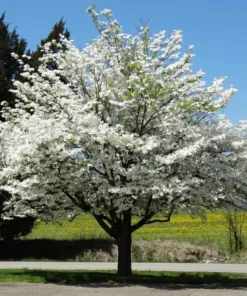 White Dogwood Live Plant 7-12" Tall in 4" Pot - Cornus Florida - Flowering Dogwood - White Flower Tree - Ornamental Plant for Outdoor Garden