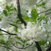 White Fringe Tree Live Plant 7-12" Tall in Quart Pot - Chionanthus Virginicus - Old Man's Beard Tree - Flowering Shrub - Ornamental Plant for Outdoor Garden