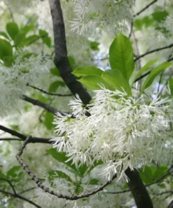 White Fringe Tree Live Plant 7-12" Tall in Quart Pot - Chionanthus Virginicus - Old Man's Beard Tree - Flowering Shrub - Ornamental Plant for Outdoor Garden
