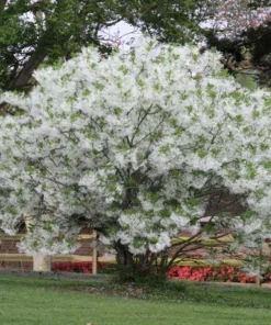 White Fringe Tree Live Plant 7-12" Tall in Quart Pot - Chionanthus Virginicus - Old Man's Beard Tree - Flowering Shrub - Ornamental Plant for Outdoor Garden