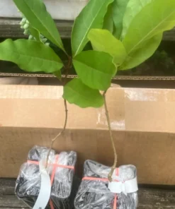 White Fringe Tree Live Plant 7-12