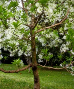 White Fringe Tree Live Plant 7-12