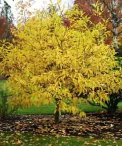White Fringe Tree Live Plant 7-12