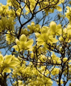 Yellow Magnolia Plant Live 6-12" Tall in 2.5" Pot for Planting, Yellow Bird Magnolia Tree Live Plant, Fragrant Magnolia Flowers