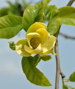 Yellow Magnolia Plant Live 6-12" Tall in 2.5" Pot for Planting, Yellow Bird Magnolia Tree Live Plant, Fragrant Magnolia Flowers