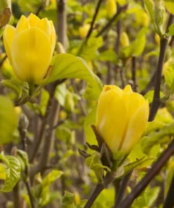 Yellow Magnolia Plant Live 6-12