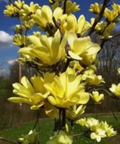 Yellow Magnolia Plant Live 6-12