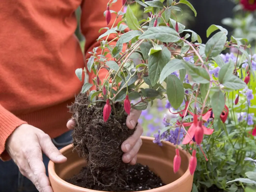 How to Care for Fuchsia Hanging Baskets: 5 Essential Tips