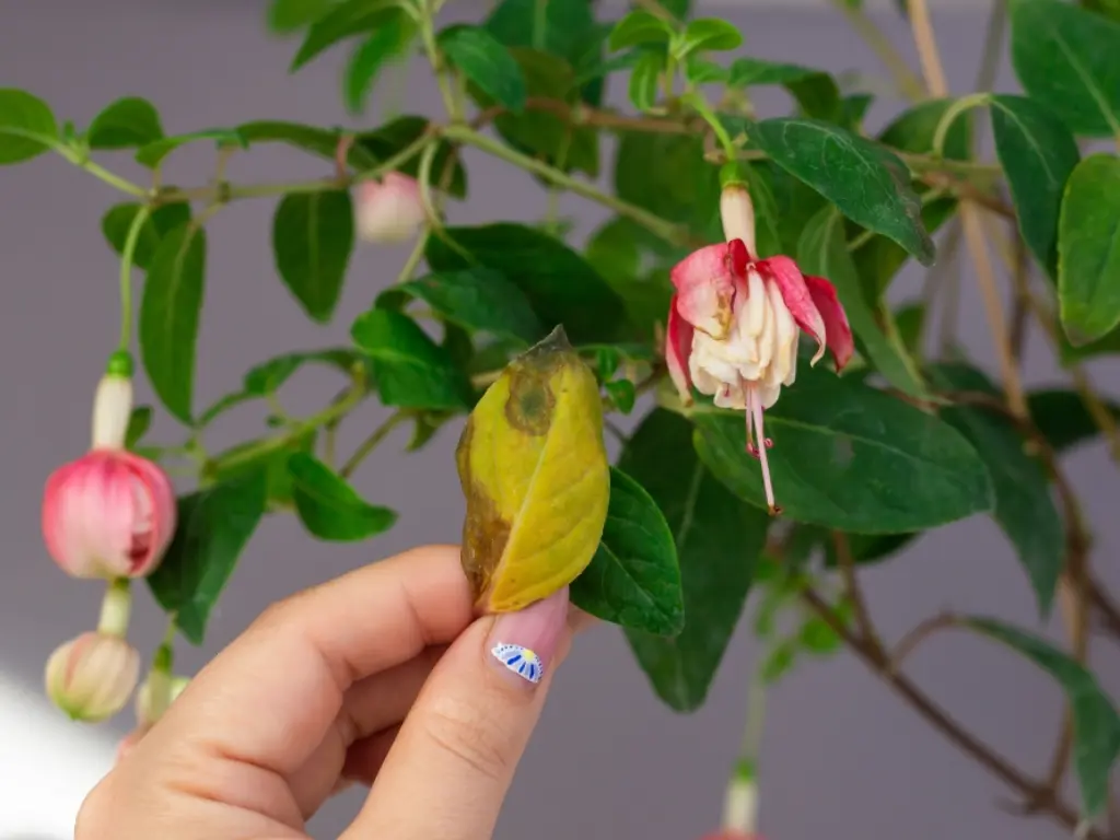 A close-up of a fuchsia plant with yellowing leaves, indicating a possible care issue.