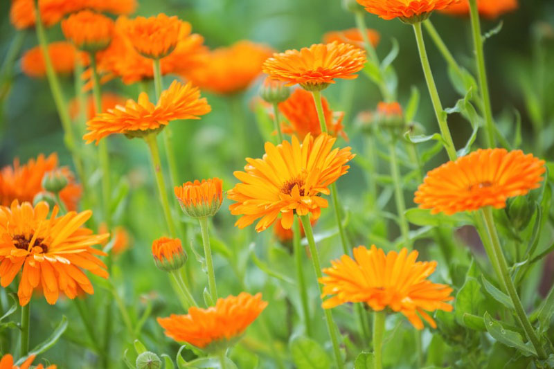 What Flower Seeds to Sow in October for a Stunning Fall Garden