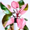 Pink Princess Philodendron Live Plant 6-8 inch Tall Indoor Houseplant