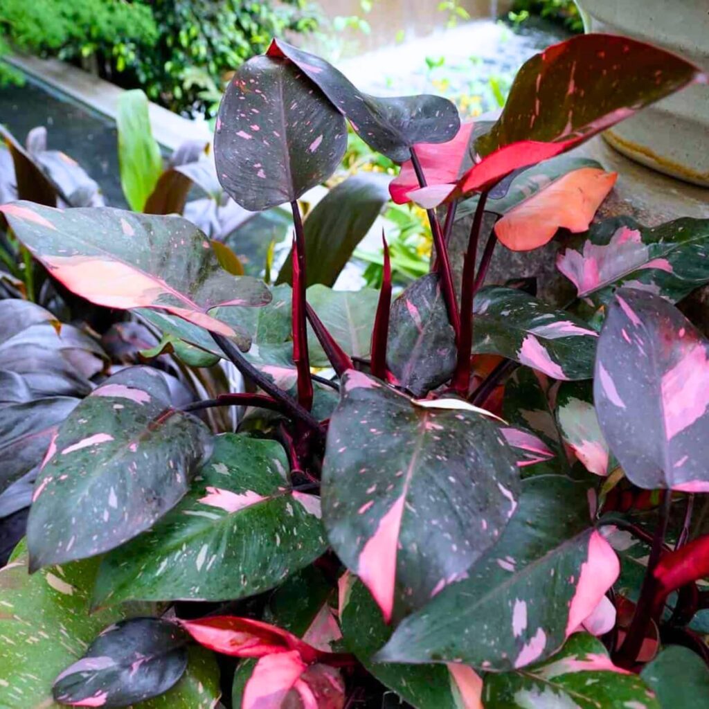 Pink Princess Philodendron Live Plant 6-8 inch Tall Indoor Houseplant