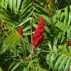 Black Sumac Seedling Set - 2 Native Plants, 1-2ft Tall