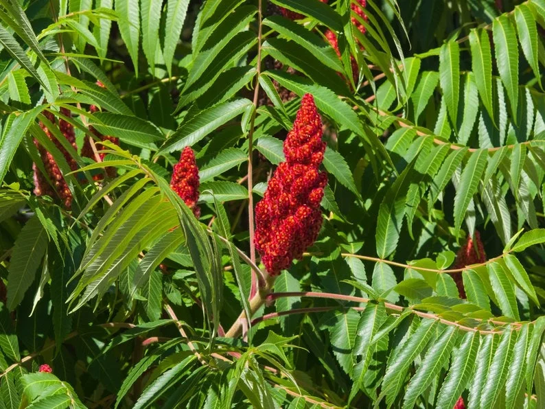 Black Sumac Seedling Set - 2 Native Plants, 1-2ft Tall