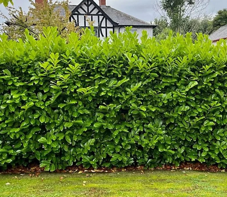 Cherry Laurel Seedling Set - 2 Native Plants 1-2ft - Garden Ready