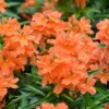 Crossandra Orange Plant Live Half Gallon Pot Flowering Shrub