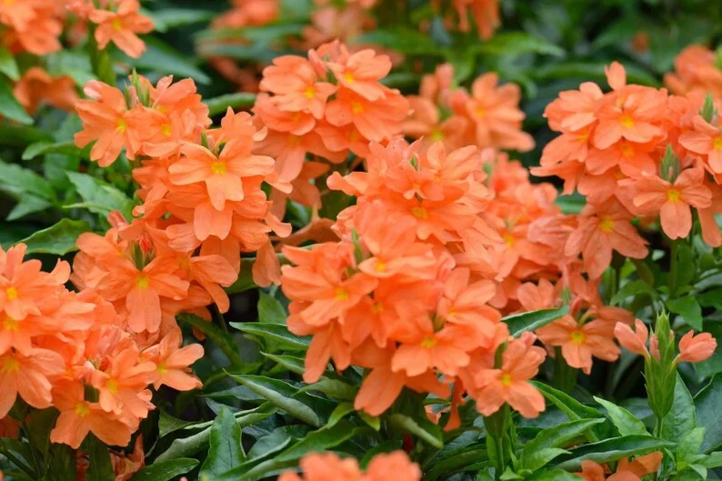 Crossandra Orange Plant Live Half Gallon Pot Flowering Shrub
