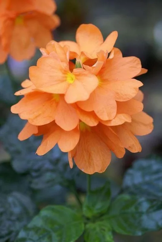 Crossandra Orange Plant Live Half Gallon Pot Flowering Shrub