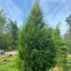 Eastern Red Cedar Seedlings - Set of 2 Native Trees 1-2ft