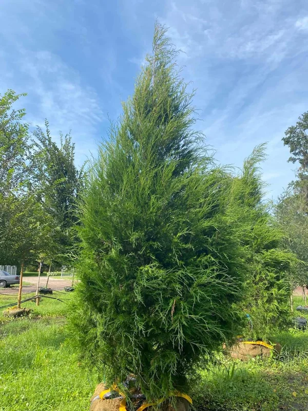 Eastern Red Cedar Seedlings - Set of 2 Native Trees 1-2ft