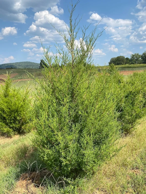 Eastern Red Cedar Seedlings - Set of 2 Native Trees 1-2ft