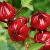 Gongura Roselle Hibiscus Live Plant 4-8 inch Red Stem - 4in Pot