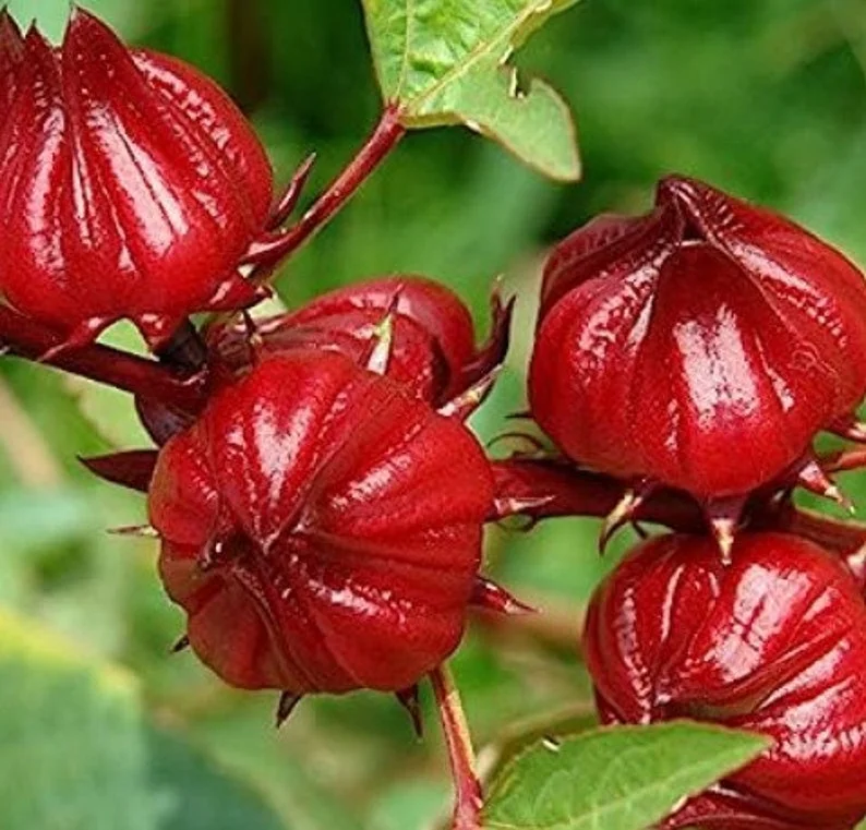Gongura Roselle Hibiscus Live Plant 4-8 inch Red Stem - 4in Pot