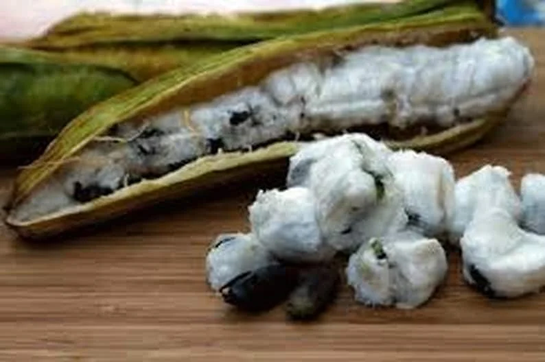 Jumbo Ice Cream Bean Plant - Inga Edulis Live Plant - Half Gallon Pot - Tropical Fruit Tree