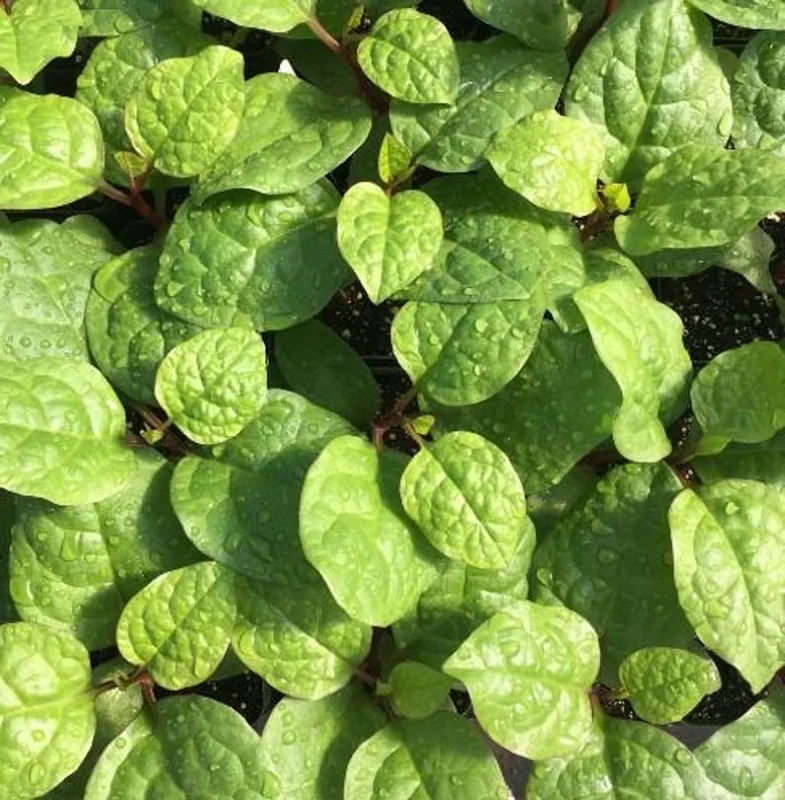 Malabar Spinach Live Plant - 6-8 Inch in 4in Pot - Bachali/Pui Saag