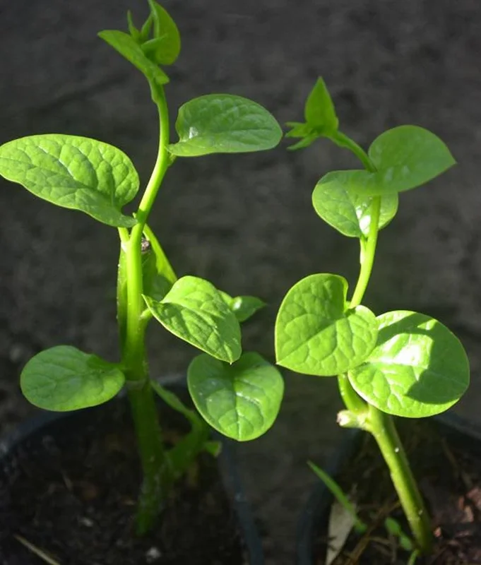 Malabar Spinach Live Plant - 6-8 Inch in 4in Pot - Bachali/Pui Saag