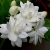 Mysore Mulli Sambac Live Plant - Half Gal Pot - Fragrant Flower