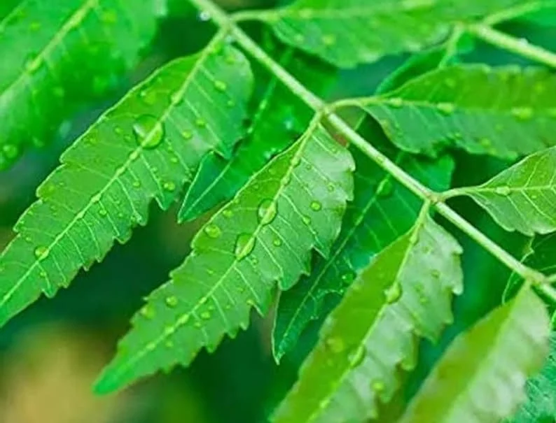 Neem Plant Live Organic Plant 6-10 Inch Half Gallon Pot