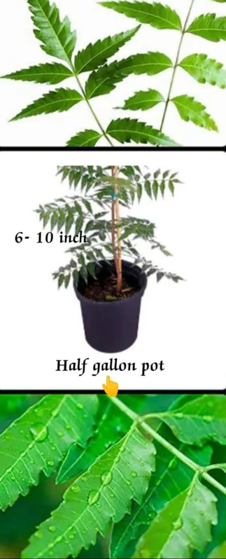 Neem Plant Live Organic Plant 6-10 Inch Half Gallon Pot