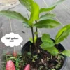 Organic Shampoo Ginger Plant, Live Tropical Plant, 1/2 Gallon Pot, Garden Ready