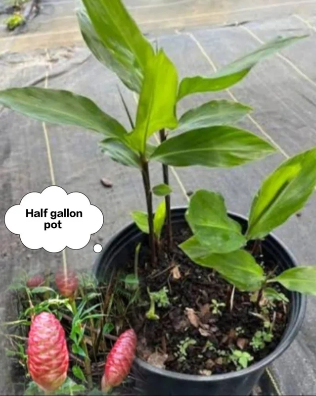 Organic Shampoo Ginger Plant, Live Tropical Plant, 1/2 Gallon Pot, Garden Ready