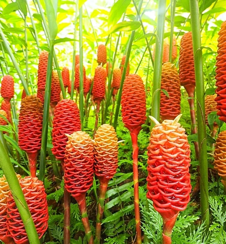 Organic Shampoo Ginger Plant, Live Tropical Plant, 1/2 Gallon Pot, Garden Ready