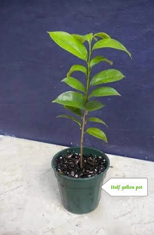 Organic Soursop Guanabana Plant Live Tropical Fruit Tree - Half Gallon Pot