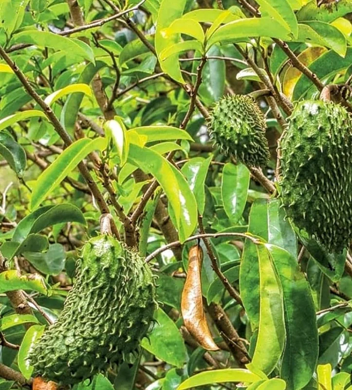 Organic Soursop Guanabana Plant Live Tropical Fruit Tree - Half Gallon Pot