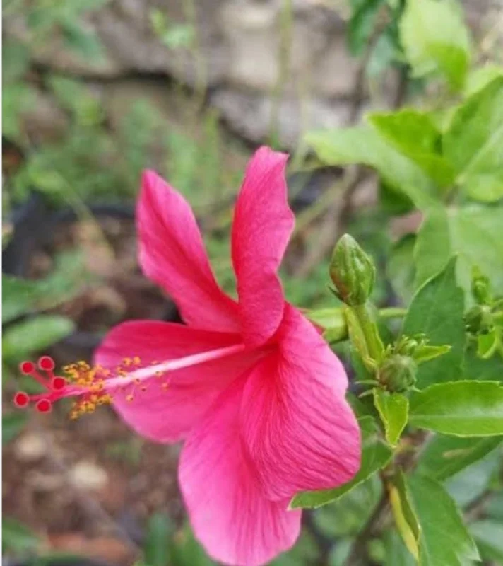 Pink Hibiscus Plant Live Flowering Plant Half Gallon Pot
