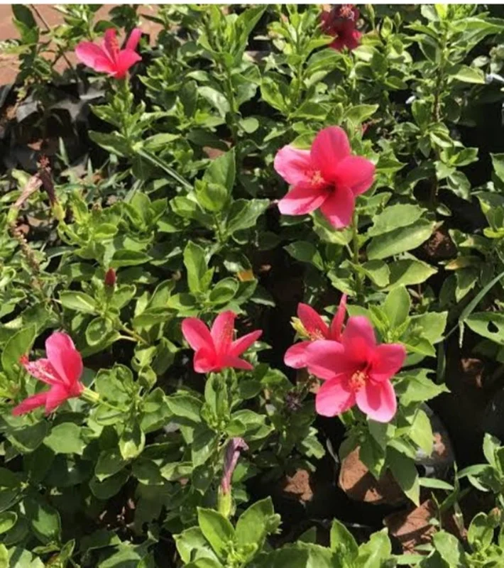 Pink Hibiscus Plant Live Flowering Plant Half Gallon Pot