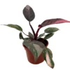 Pink Marble Philodendron - Rare 4-inch Potted Houseplant