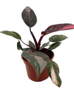 Pink Marble Philodendron - Rare 4-inch Potted Houseplant