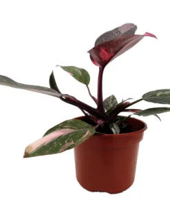 Pink Marble Philodendron - Rare 4-inch Potted Houseplant