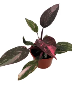 Pink Marble Philodendron - Rare 4-inch Potted Houseplant