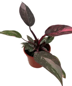 Pink Marble Philodendron - Rare 4-inch Potted Houseplant