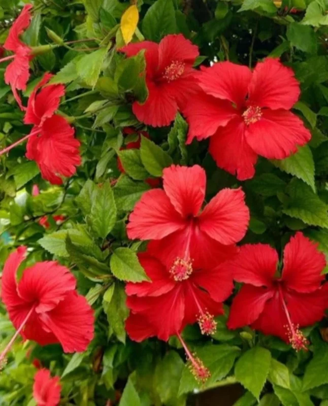 Red Hibiscus Plant Live Flowering Plant Half Gallon Pot