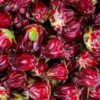 Red Roselle Hibiscus Plant - Half Gallon - Jamaican Sorrel Gongura Edible