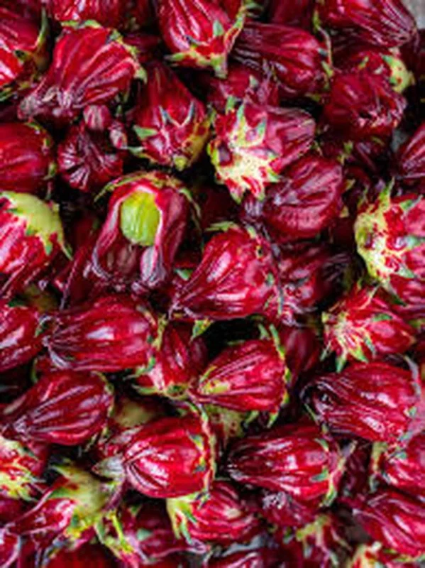 Red Roselle Hibiscus Plant - Half Gallon - Jamaican Sorrel Gongura Edible