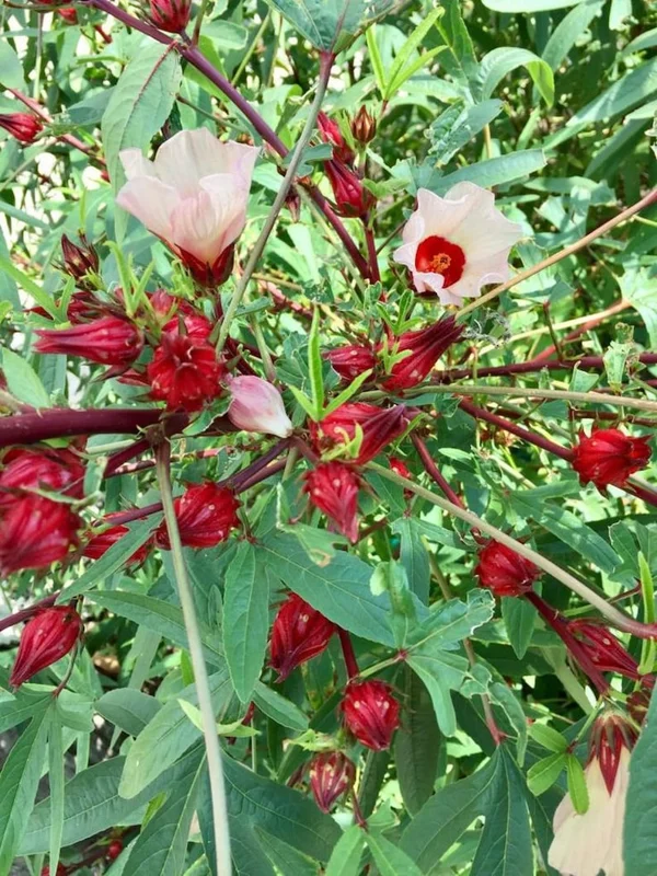 Red Roselle Hibiscus Plant - Half Gallon - Jamaican Sorrel Gongura Edible